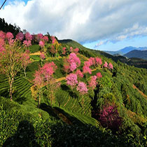 云南无量山樱花谷