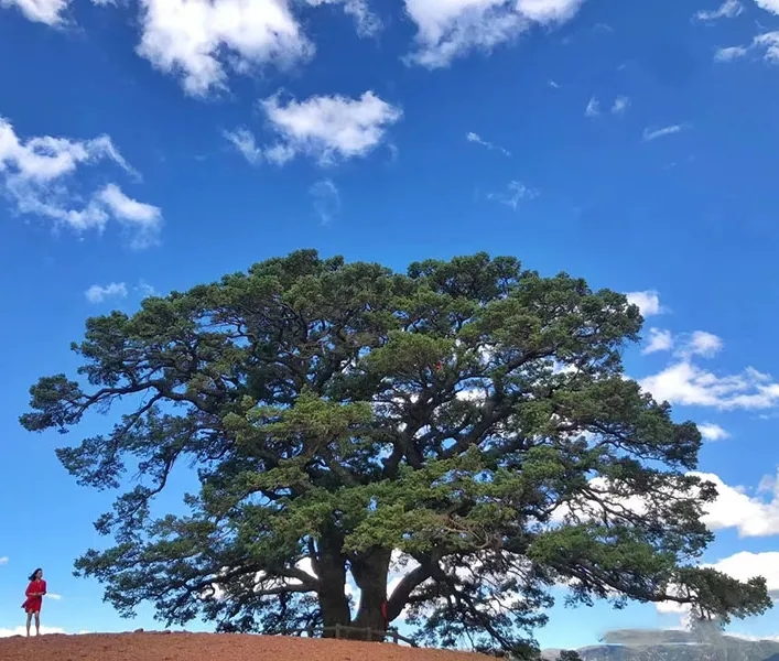 红土地 · 千年龙树