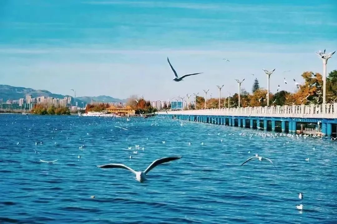 昆明滇池 · 海埂大坝红嘴鸥