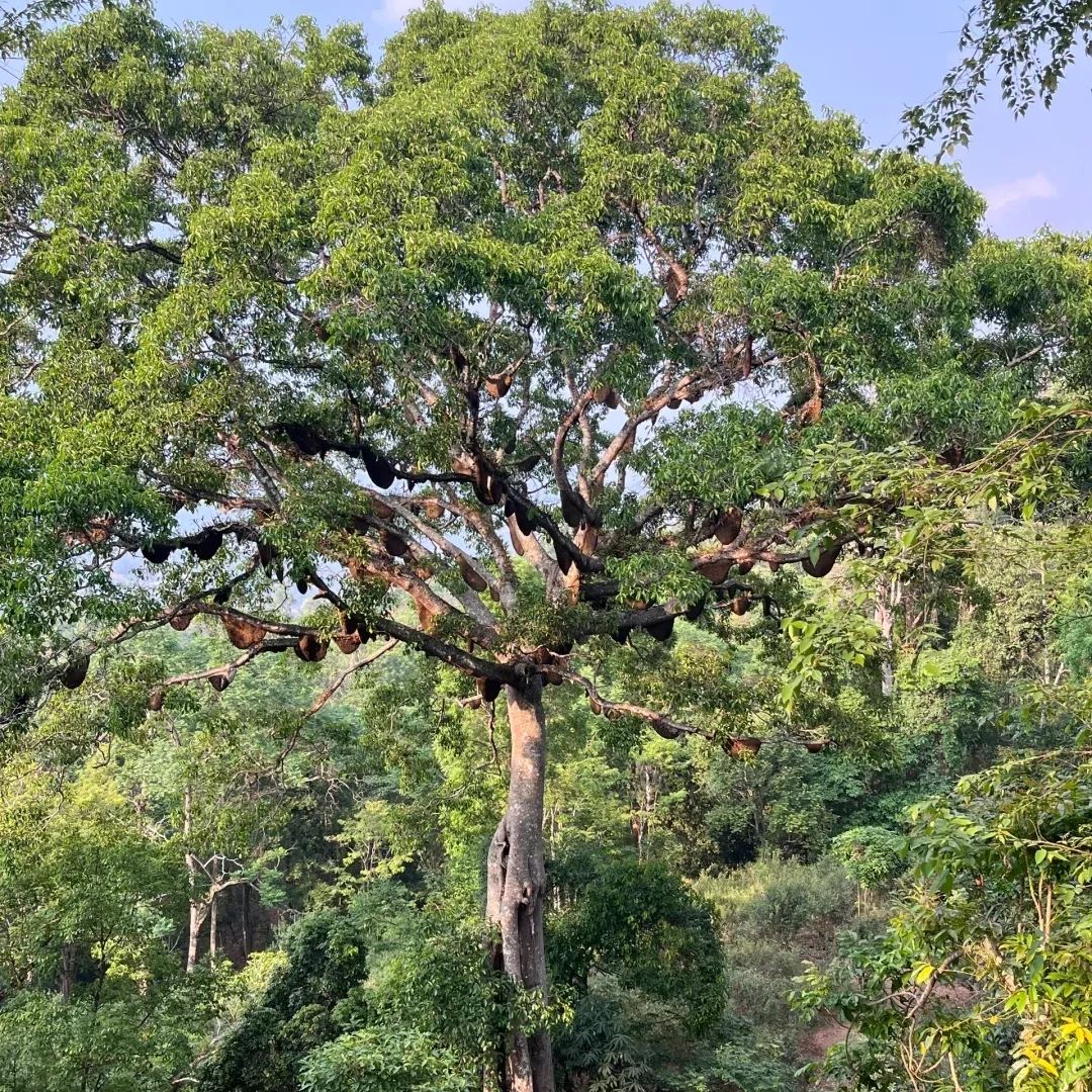 景迈山 · 蜂王树