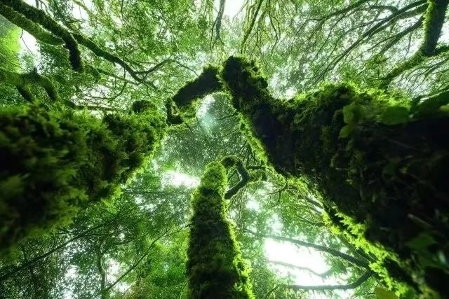 金山原始森林 · 苔藓树冠