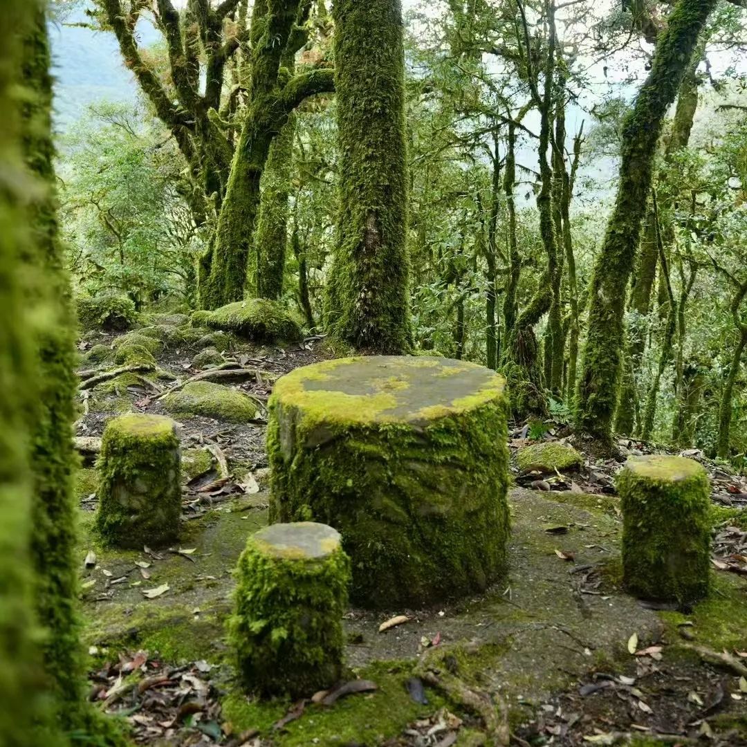 金山原始森林 · 林间秘境