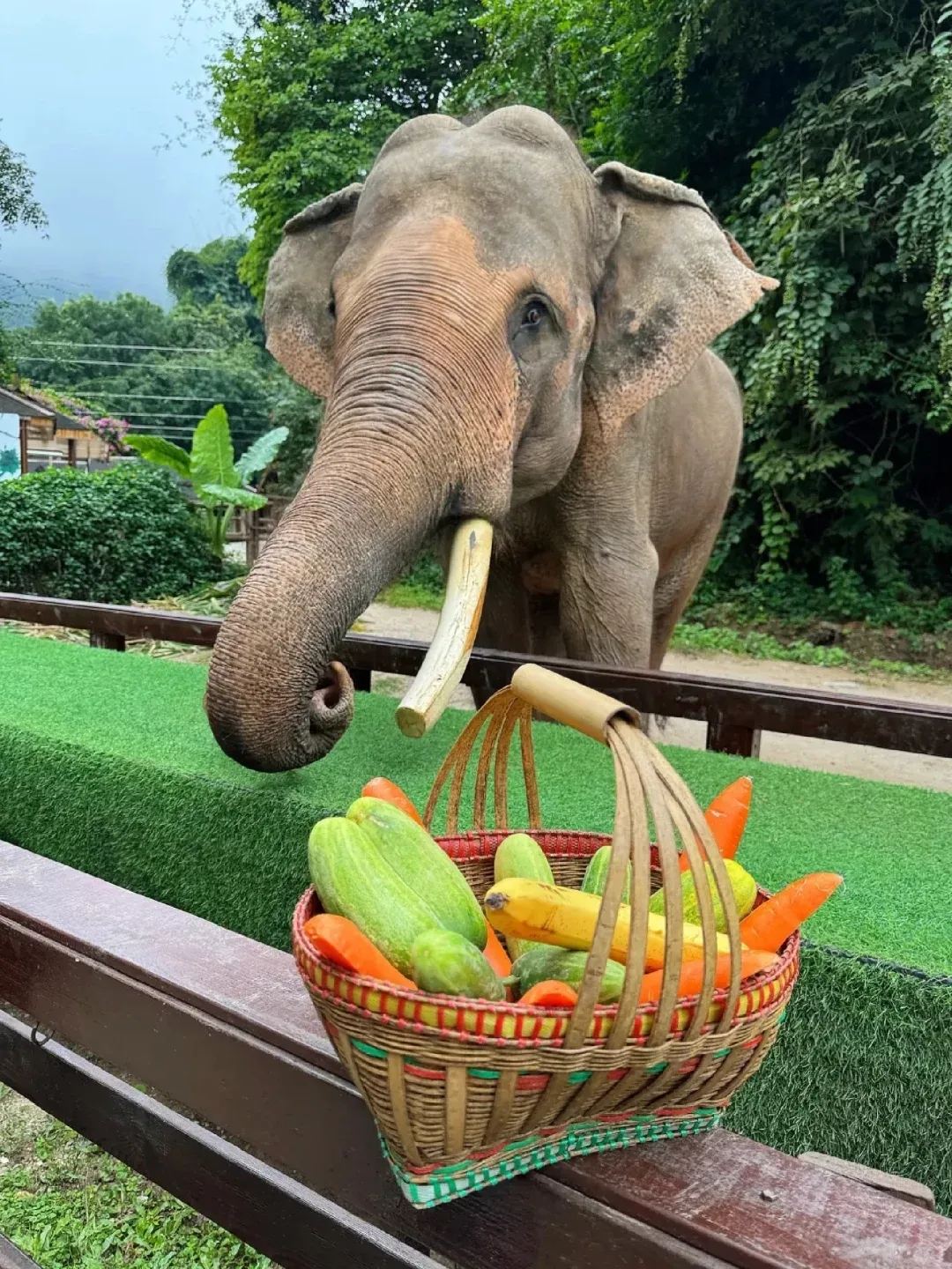 野象谷 · 大象取食