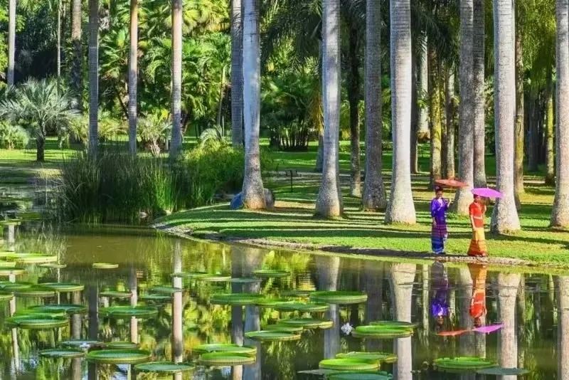中科院植物园 · 王莲池