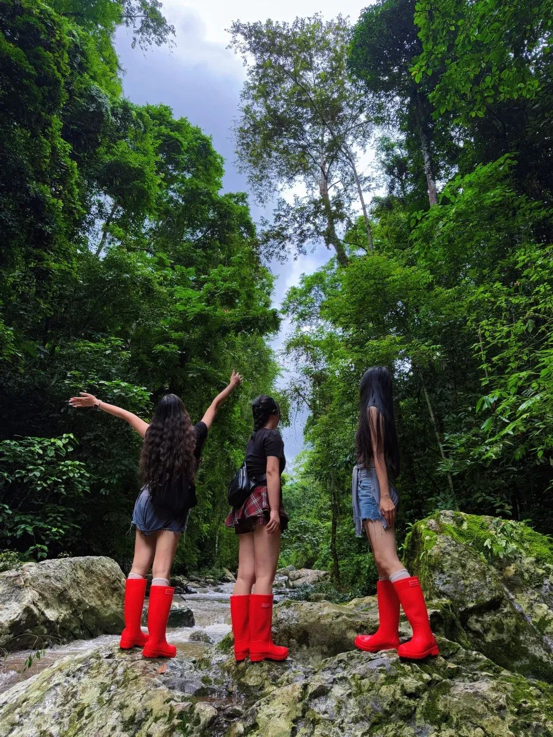 望天树 · 雨林巨树