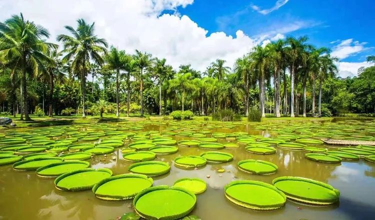中科院植物园 · 王莲池