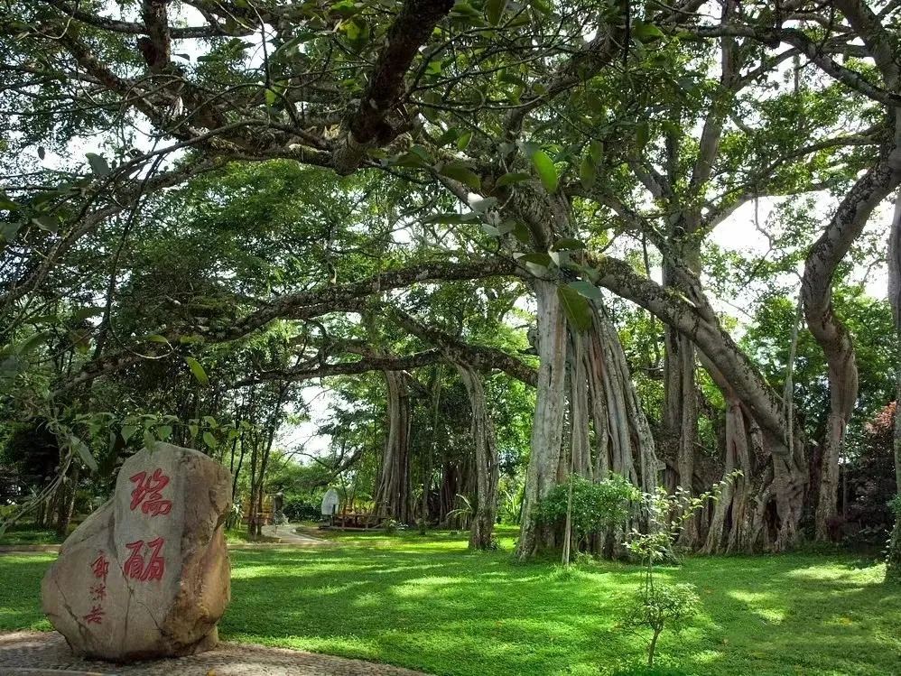 瑞丽 · 独树成林