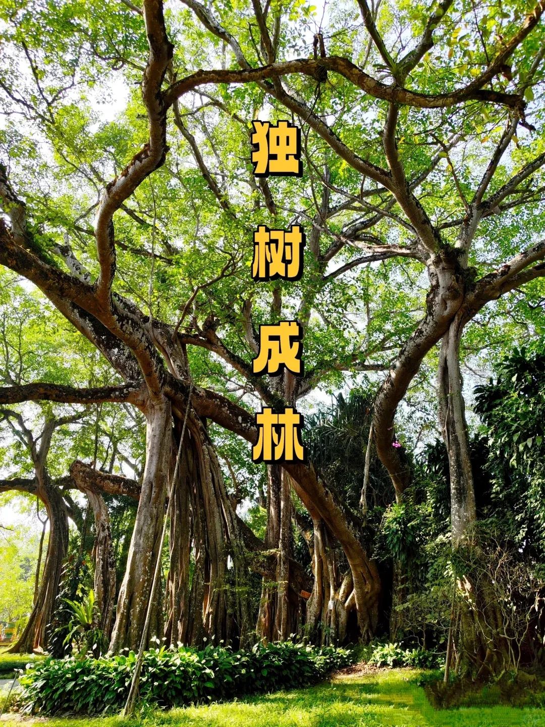 瑞丽 · 独树成林
