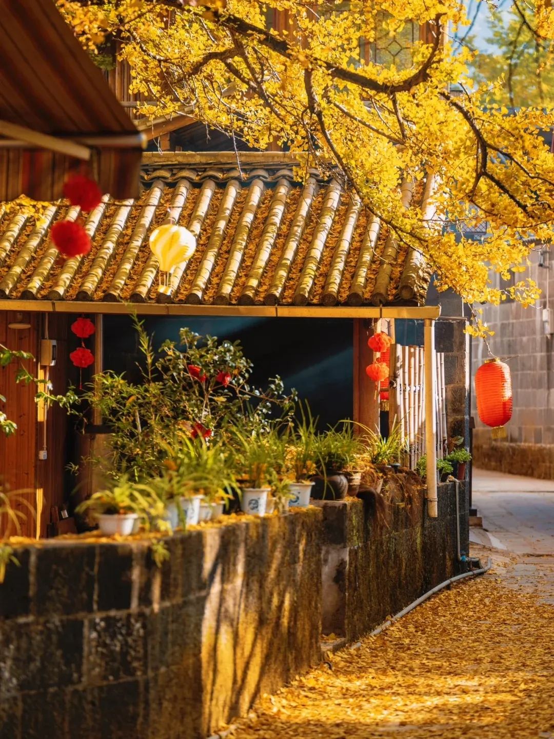 江东银杏村 · 金色小巷