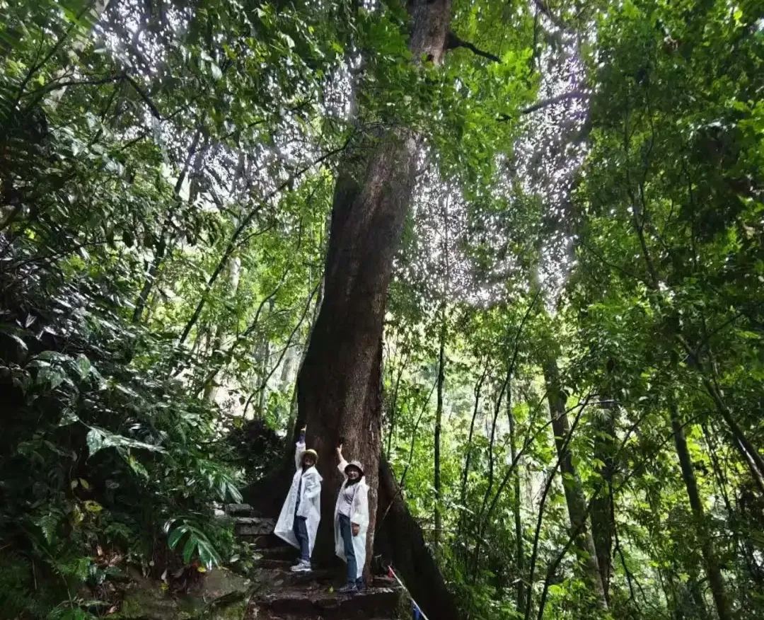 高黎贡山 · 原始森林