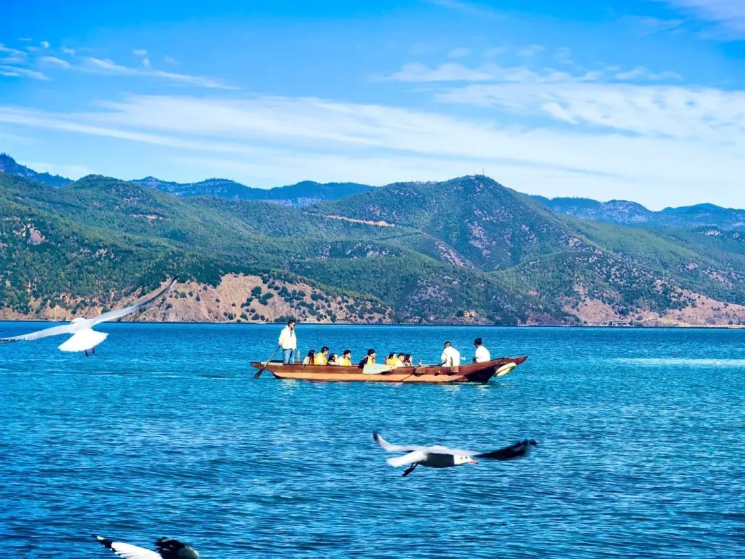 泸沽湖 · 猪槽船海鸥