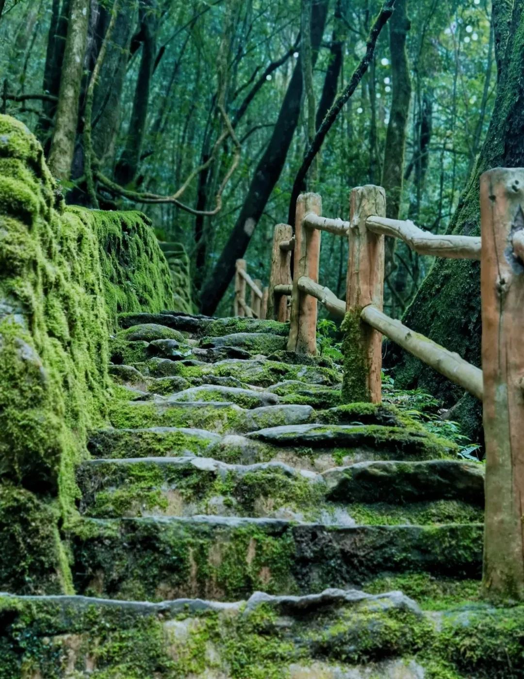 金山原始森林 · 步道