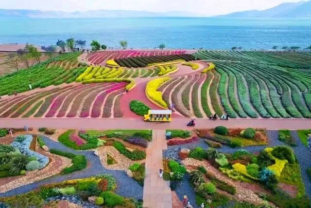 抚仙湖 · 彩色花田