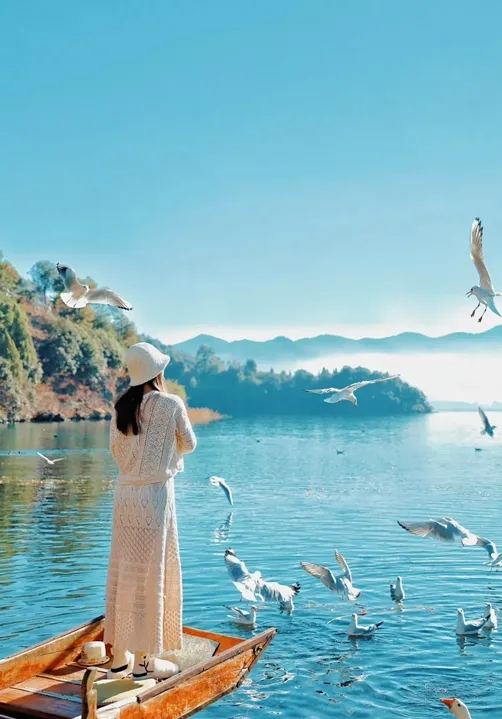 泸沽湖 · 海鸥环绕