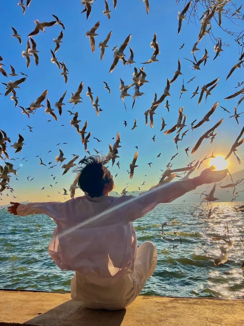抚仙湖 · 湖畔海鸥