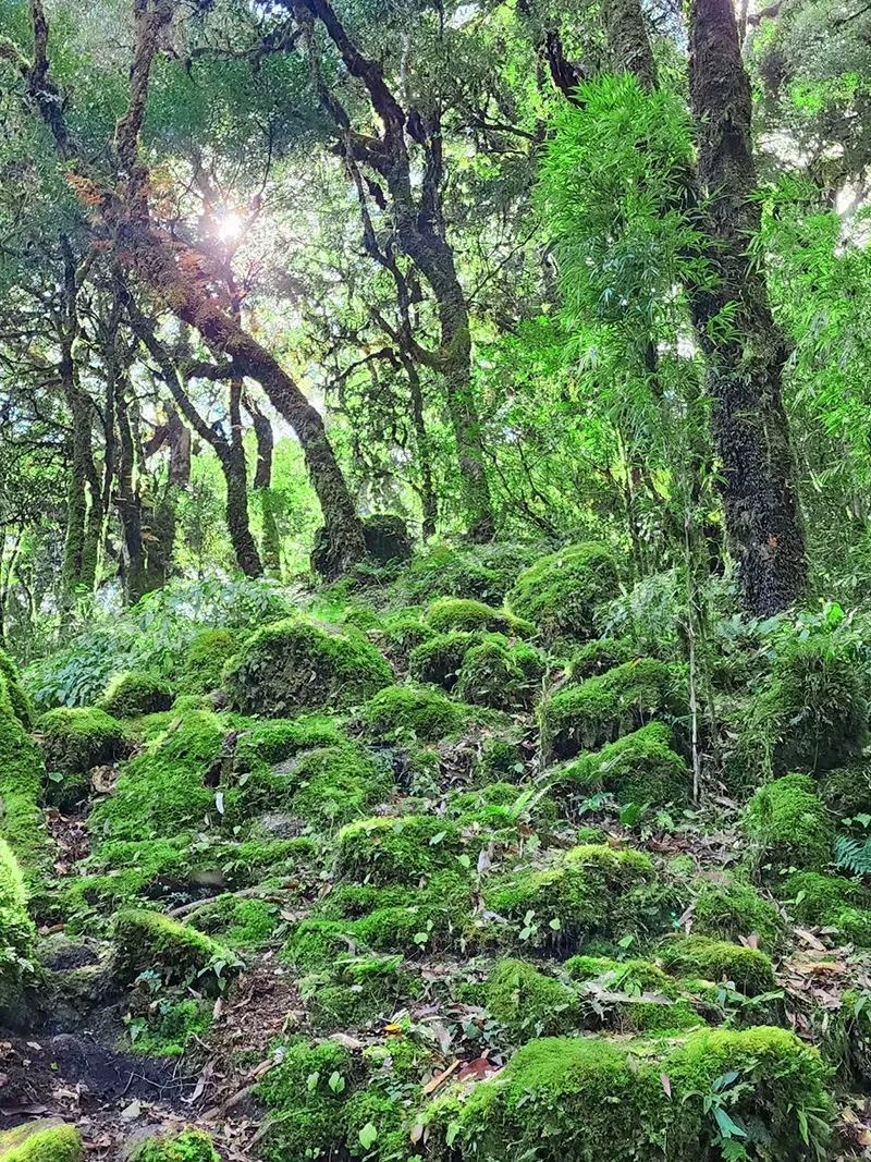 金山原始森林 · 苔藓步道