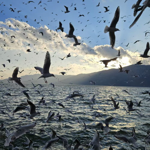 滇池拍海鸥