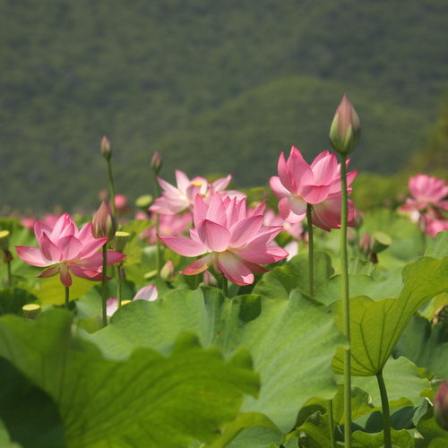 白脸山村观荷塘